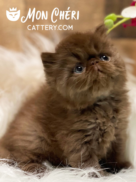 chocoloate-solid-exotic-shorthair-kitten