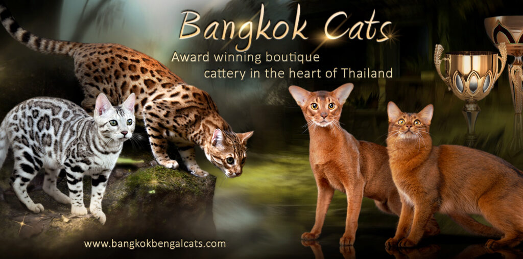BangkokCats FB Cover_CFA