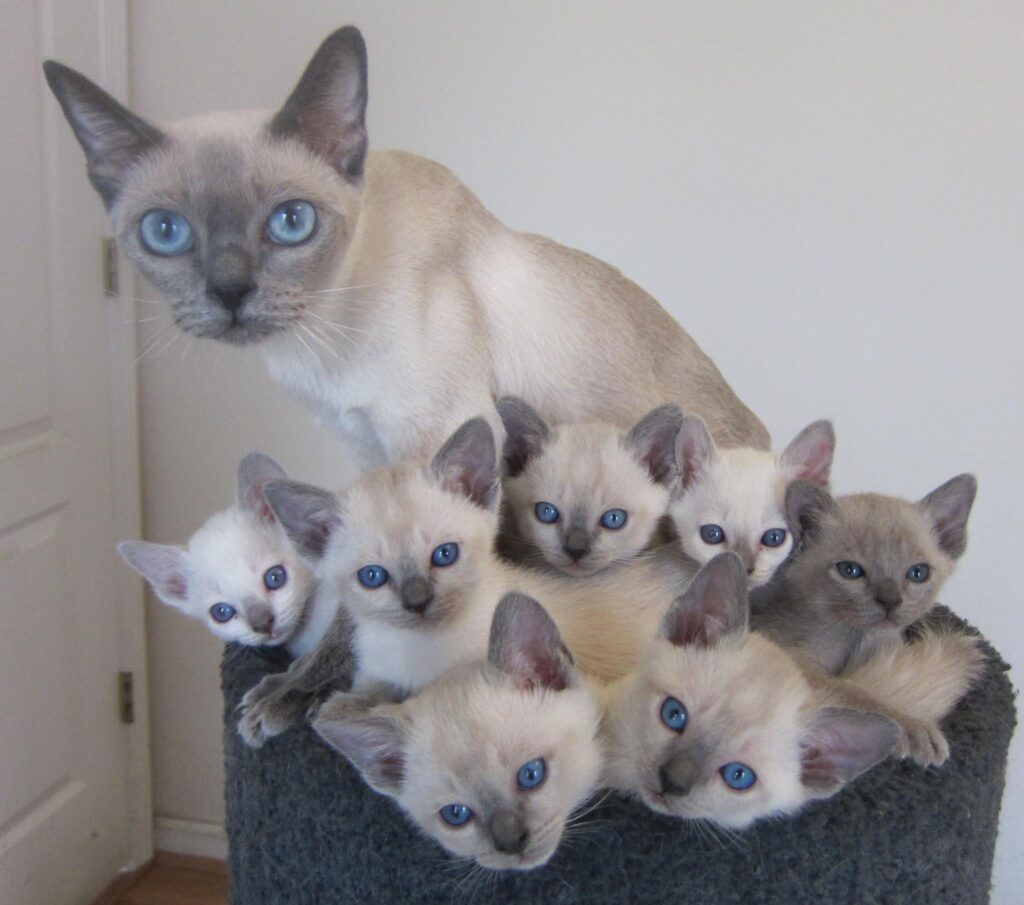 Abbey Muntok Kittens
