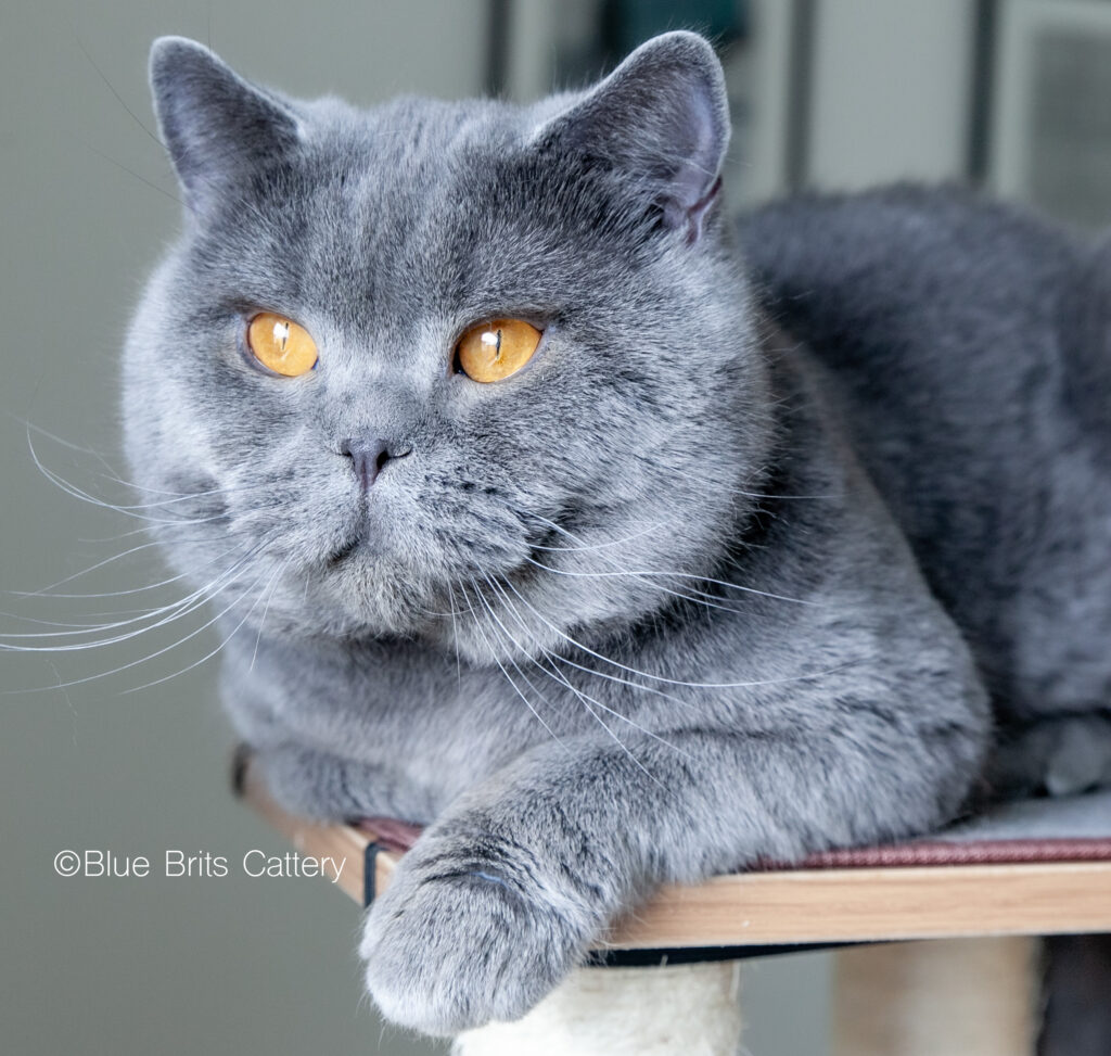 british-blue-cat-uli-1