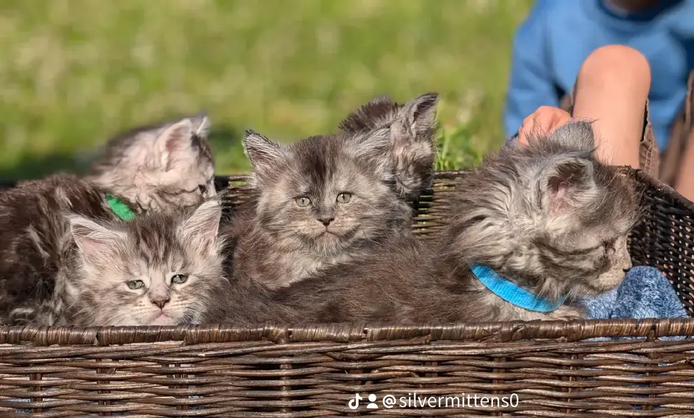 kittens basket